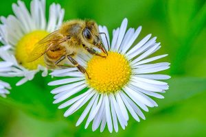 photographie abeille butinant sur une pâquerette