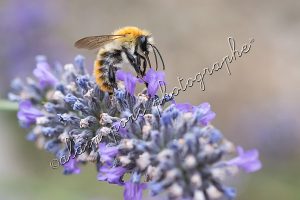 photographie bourdon des champs sur lavande
