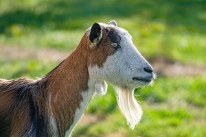photographie le bouc barbu