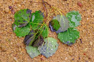 photographie les feuilles vertes