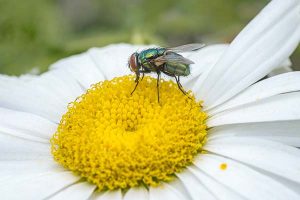 photographie d'une mouche verte