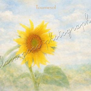 affiche vintage d'un tournesol