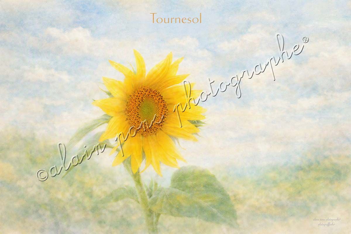affiche vintage d'un tournesol