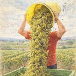 Affiche vintage une hotte de raisins vidée dans un bac