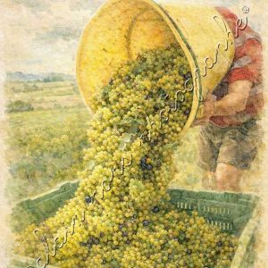 affiche vintage une hotte de raisins vidée dans un bac