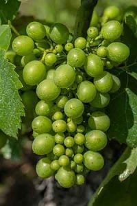 photographie la grappe de raisins