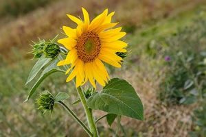 photographie d'un tournesol