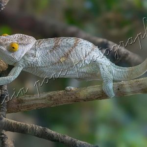 Photographie le caméléon de Madagascar