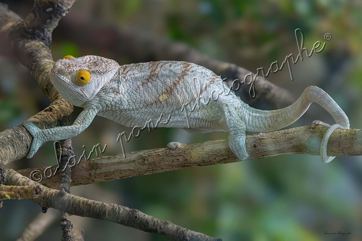 Photographie le caméléon de Madagascar