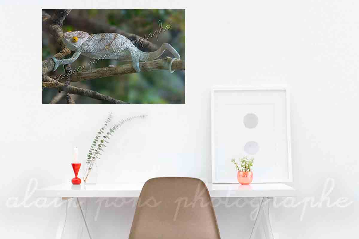 Photographie le caméléon de Madagascar en décoration dans un bureau
