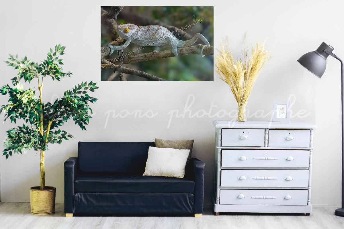 Photographie le caméléon de Madagascar en décoration dans un salon