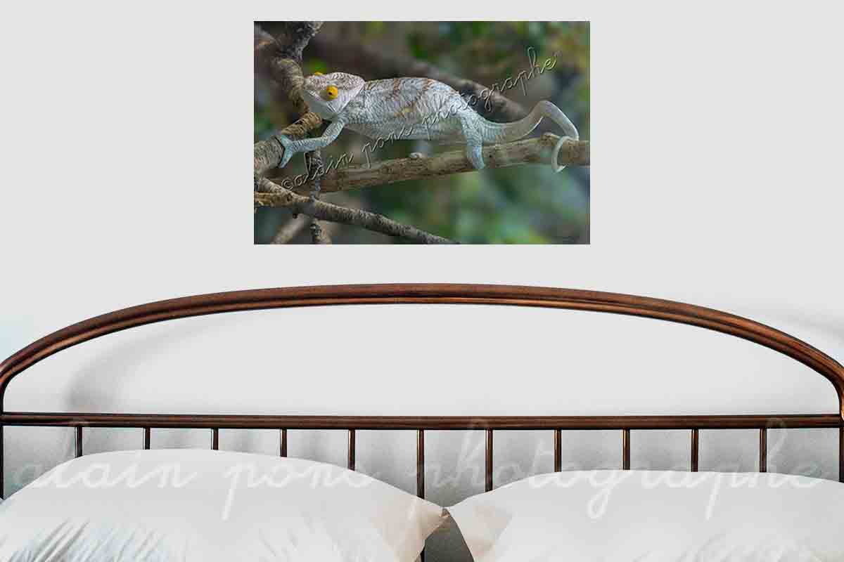 Photographie le caméléon de Madagascar en décoration dans une chambre